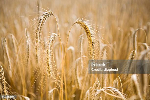 Ready To Harvest Stock Photo - Download Image Now - Agricultural Field, Agriculture, Arrangement