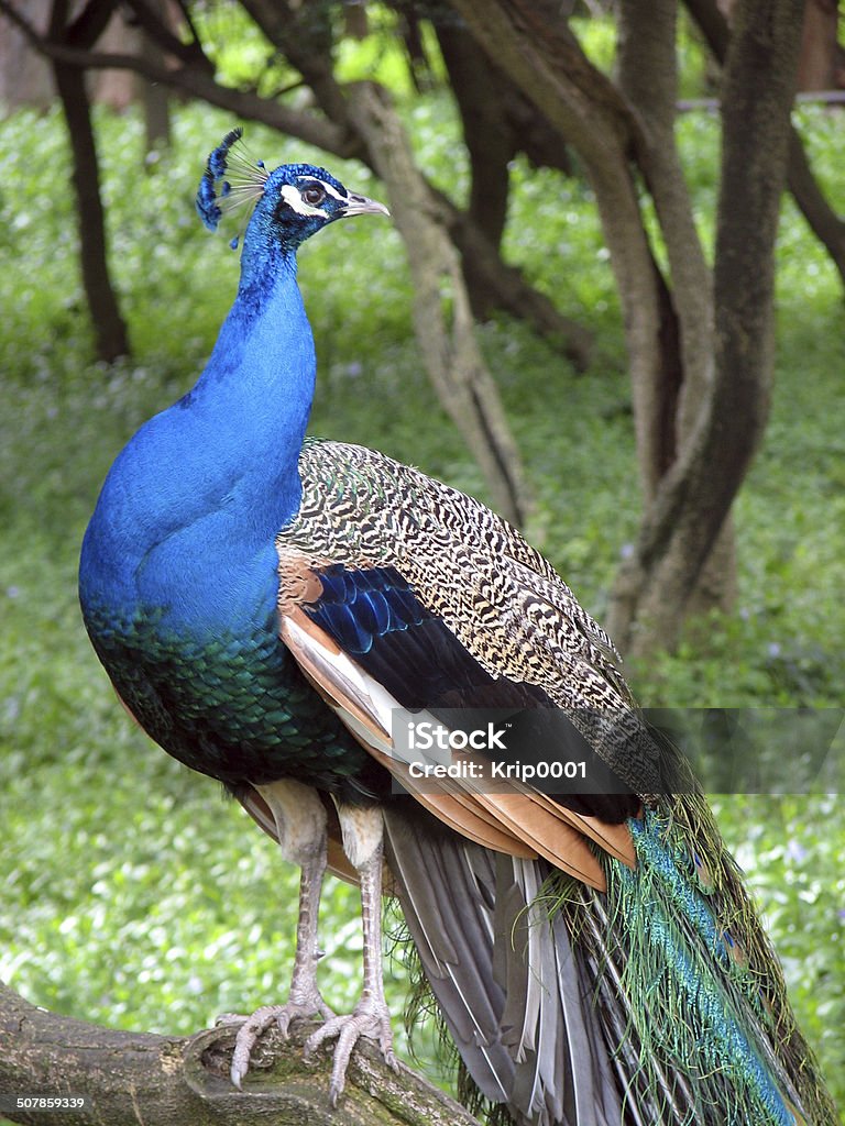 Peacock, side stare Peacock standing on branch, giving sideways stare. Blue Stock Photo