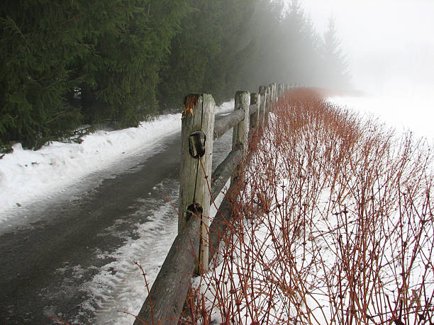 istock Misty Winter in park, with gate and plants 507859341