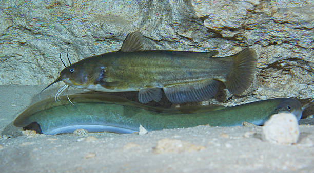 istock Brown Bullhead Catfish - American Eel 507859493
