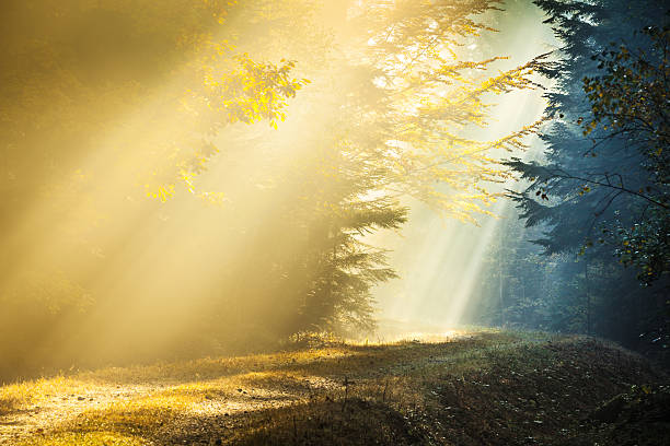 istock Light and Shadow - Sun Rays penetrating Foggy Autumn Forest 507859943