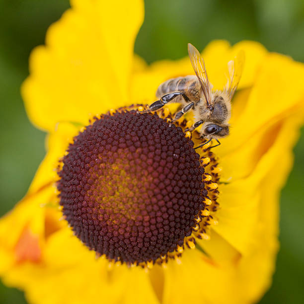 istock bee collecting honey on echinacea 507859963