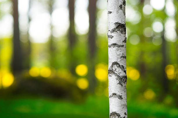 Trunks of birch in the forest.