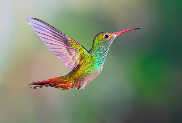 rufous hummingbird 、テール - ハチドリ ストックフォトと画像