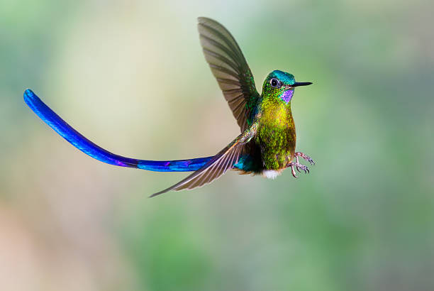 istock Hummingbird , Violet-tailed Sylph 507864094