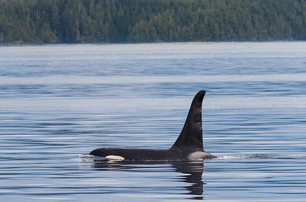 istock Killer Whale along British Columbia Coast 507864132