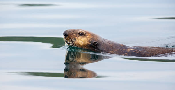 istock Sea Otter , British Columbia 507864170