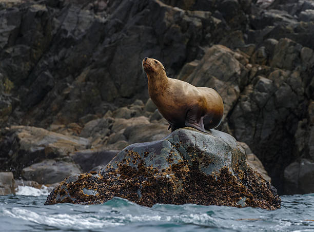 Steller Sea Lions