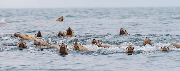 istock Steller Sea Lions 507864206