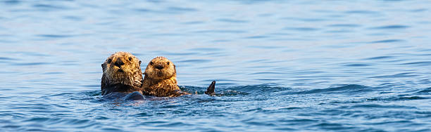 Sea Otters , Mother and Pup Sea Otters   sea otter stock pictures, royalty-free photos & images