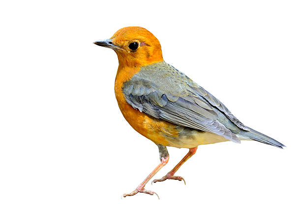 istock Beautiful Orange-headed thrush, a yellow and grey wings bird sta 507865286