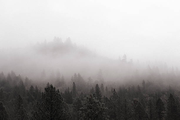 Misty Wilderness stock photo