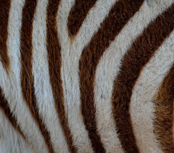 Photo of White and Brown Camouflage background pattern of zebra fur textu