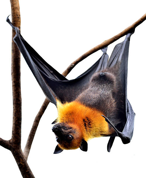 istock Scarely Hanging Flying Fox Big bat isolated on white background 507865884