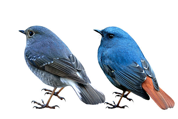 Plumbeous Water Redstart both female and male, the lovely blue and grey pair birds isolated on white background