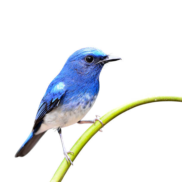 istock Hainan Blue Flycatcher the beautiful blue bird sticking 507865994