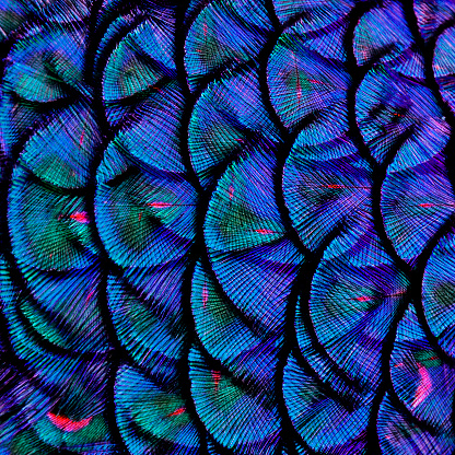 Exotic Blue Background Texture made of Green Peacock Bird's Feathers
