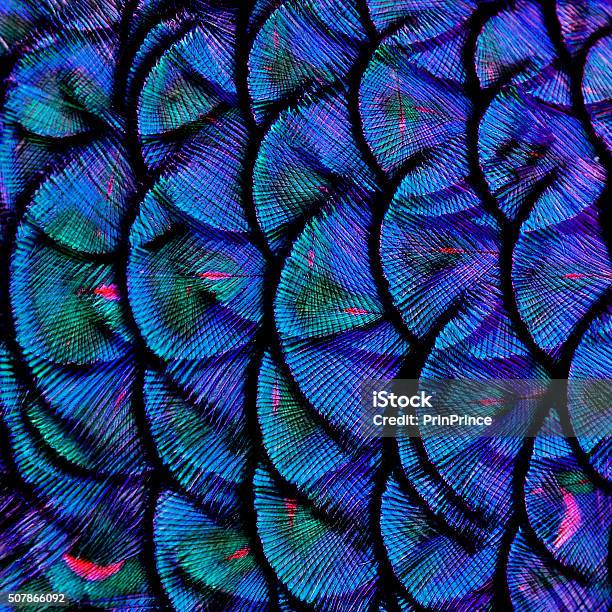 Exotic Blue Background Texture Made Of Green Peacock Birds Feat Stock Photo - Download Image Now