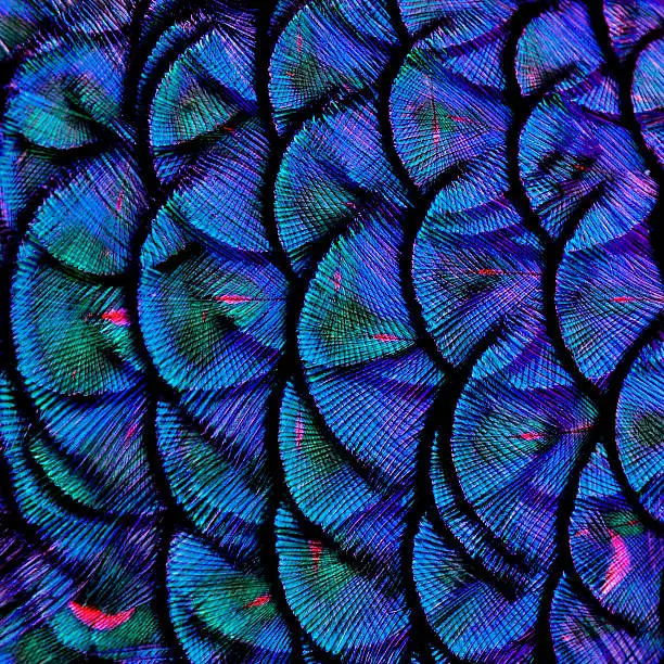 Photo of Exotic Blue Background Texture made of Green Peacock Bird's Feat