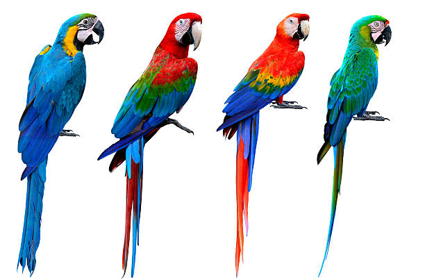 Collection of macaw birds, blue and gold, green-winged, scarlet Collection of macaw birds, blue and gold, green-winged, scarlet, buffon's, the beautiful set of colorful parrot birds isolated on white bakcground parrot stock pictures, royalty-free photos & images