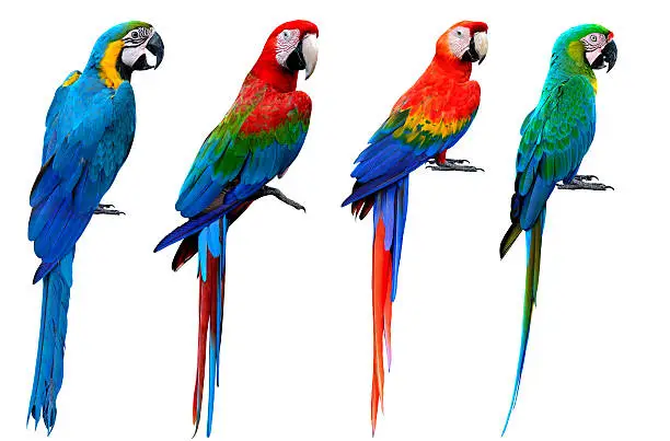 Collection of macaw birds, blue and gold, green-winged, scarlet, buffon's, the beautiful set of colorful parrot birds isolated on white bakcground