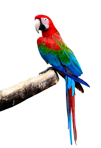 Great Green-winged macaw bird perching on the log isolated on white background