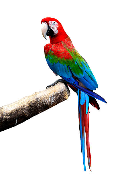 นกมาคอว์ปีกสีเขียวที่เกาะอยู่บนบันทึกที่แยกได้ - scarlet macaw ภาพสต็อก ภาพถ่ายและรูปภาพปลอดค่าลิขสิทธิ์