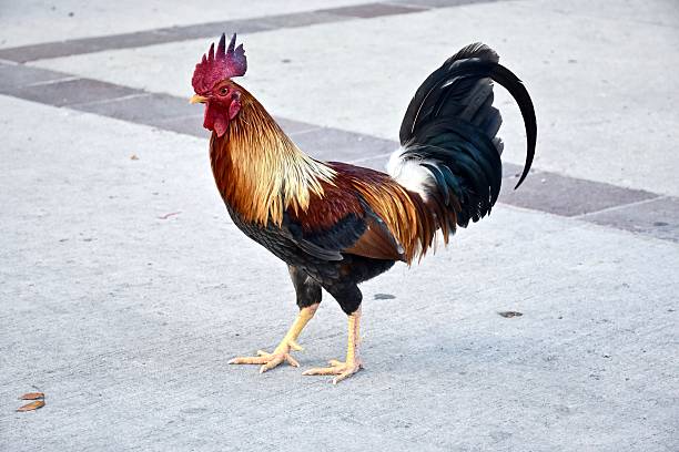 istock Rooster on the street 507866850