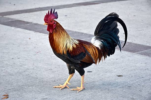 istock Rooster walking on the street 507866860