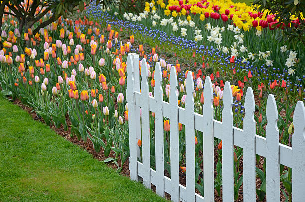 istock Colorful spring tulips garden 507866918