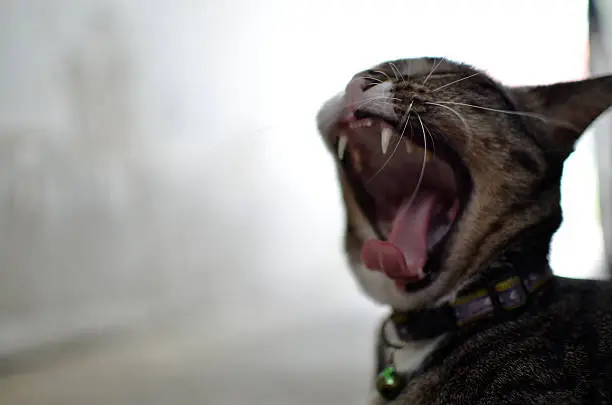 Yawning cat.