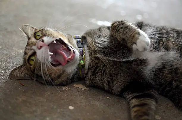 Yawning cat.