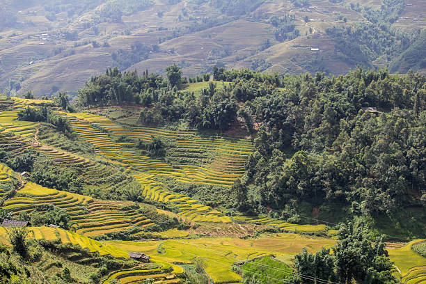 istock Rice fields on terraced of Sapa, Vietnam 507867968