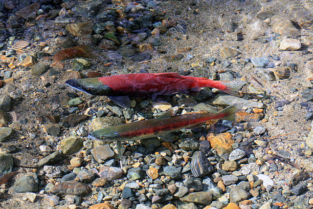 istock Salmon swimming upstream 507868886