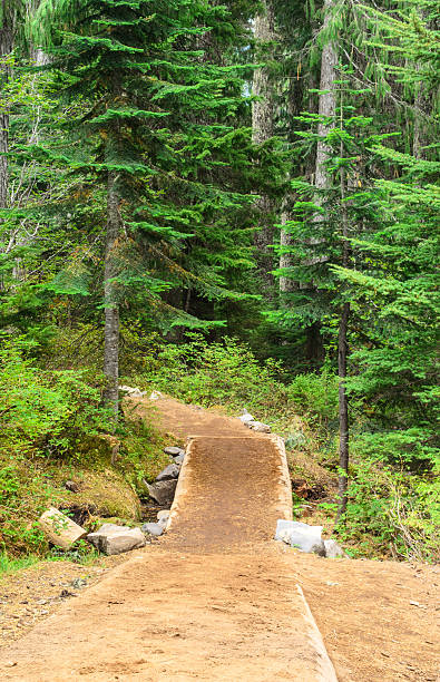 istock Trail through the Trees in the Pacific Northwest 507870188