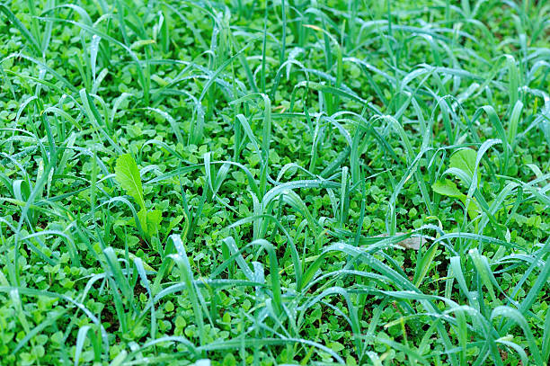 istock green garlic sprout in growth at vegetable garden 507870734
