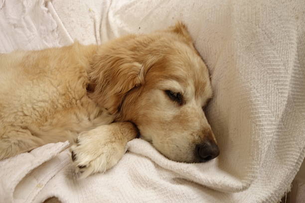 istock Sleeping Golden Retreiver 507872616