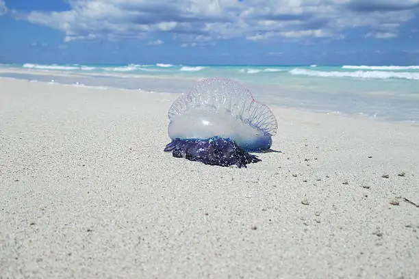 The Atlantic Portuguese man o' war (Physalia physalis), also known as the Man-of-war, bluebottle, or floating terror, is a marine cnidarian of the family Physaliidae. Its venomous tentacles can deliver a painful sting. Despite its outward appearance, the Portuguese man o' war is not a common jellyfish but a siphonophore, which is not actually a single multicellular organism, but a colony of specialized minute individuals called zooids. These zooids are attached to one another and physiologically integrated to the extent that not only are they incapable of independent survival, they also have to work together to function as a single organism.
