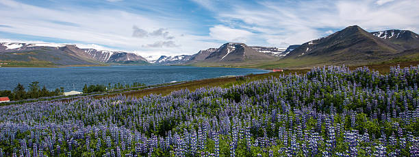 istock Pingeyri fjord,  Westfjords, Iceland 507873534