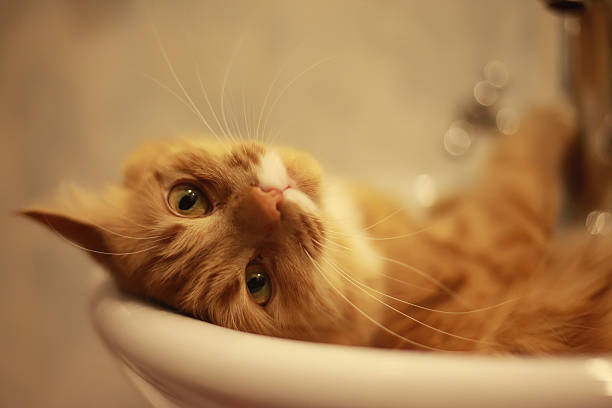 istock portrait of a cat lying in the bath 507873864