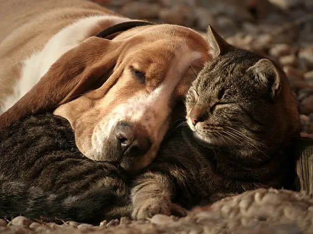 Photo of Cat pillow, dog blanket