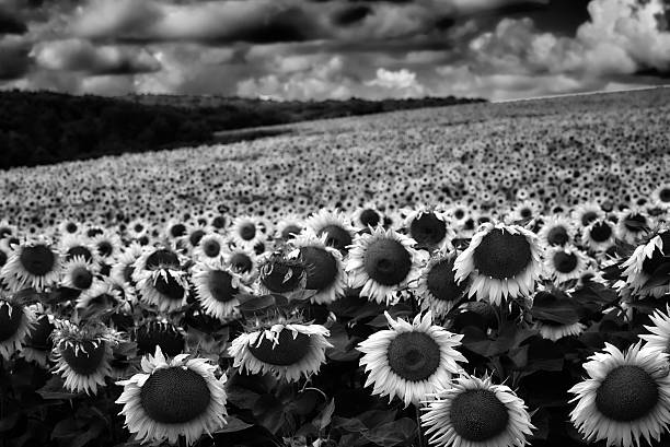 istock Sunflowers on field and the cloudy sky 507875686