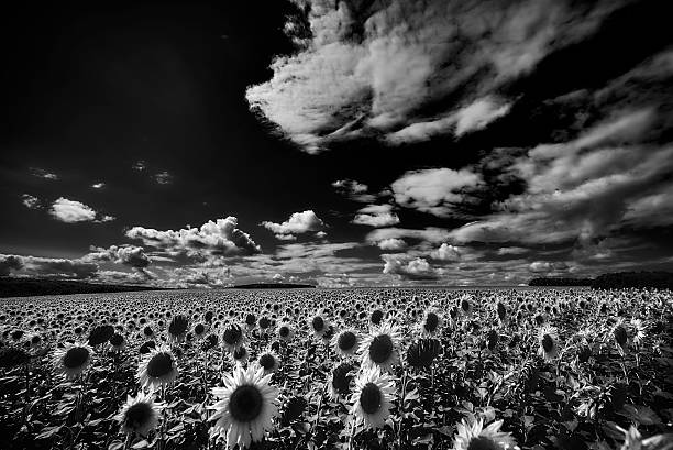 istock Sunflowers on field and the cloudy sky 507875722
