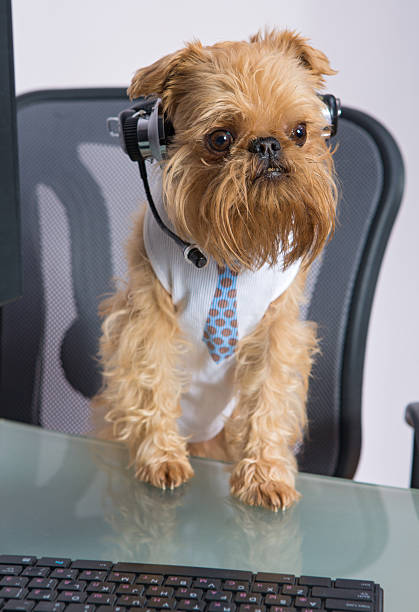 cão com fones de ouvido com o microfone - dog school audio - fotografias e filmes do acervo