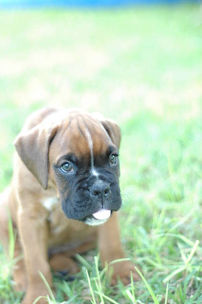 istock cute Bulldog puppy 507876844