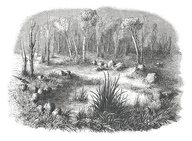 Cromlech known as Tomb of Merlin (antique engraving) 19th century illustration of Cromlech known as Tomb of Merlin in the forest of Paimpont, Ille-et-Vilaine and Morbihan. Original artwork published in Le magasin Pittoresque by M. A. Lachevardiere, Paris, 1846. foret de paimpont stock illustrations
