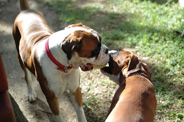 Photo of Two dogs playing