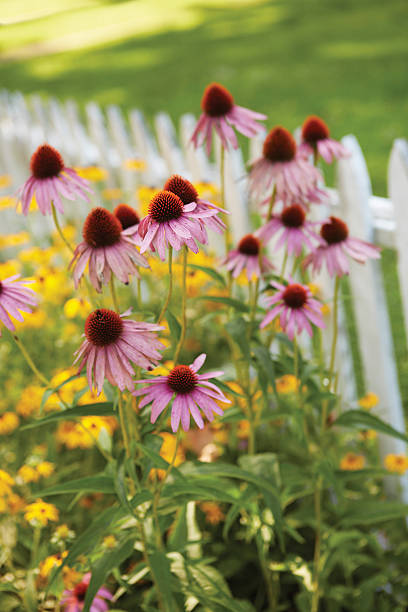 istock Red Daisies with White Picket Fence 507878153