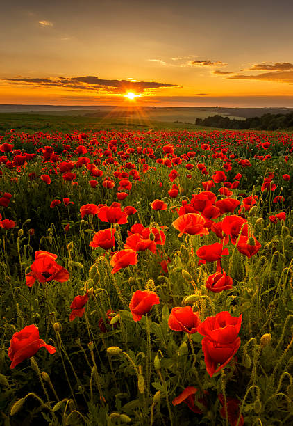 мак поле - field poppy single flower flower стоковые фото и изображения