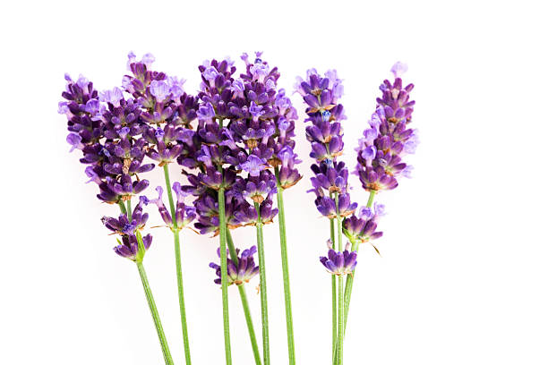 istock Lavender flowers on the white background 507879223